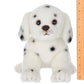 Diggs the Dalmation