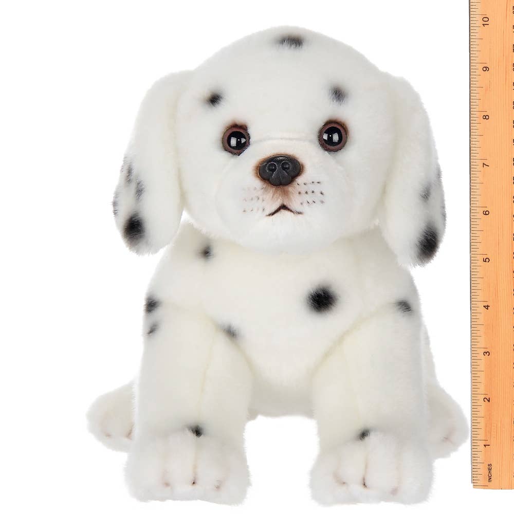 Diggs the Dalmation