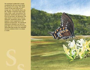 M is for Magnolia: A Mississippi Alphabet Book - Magnolia BabyBook