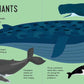 Panoramic Pop - Ups: Ocean by David Hawcock: Hardcover; 20 pages / English - Magnolia Baby
