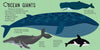 Panoramic Pop - Ups: Ocean by David Hawcock: Hardcover; 20 pages / English - Magnolia Baby
